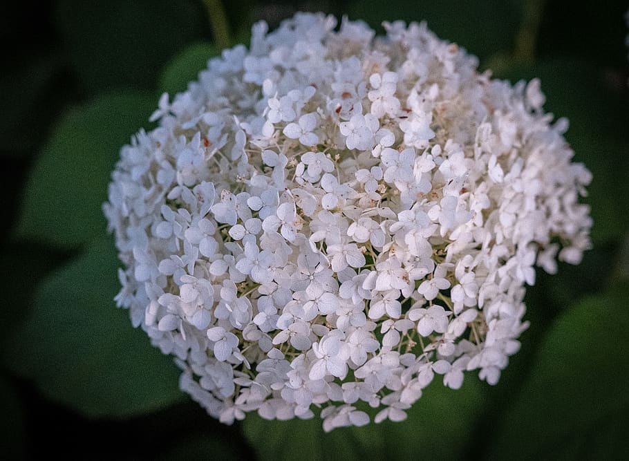 flowers, flora, bloom, white, leaves, green, summer, nature HD wallpaper