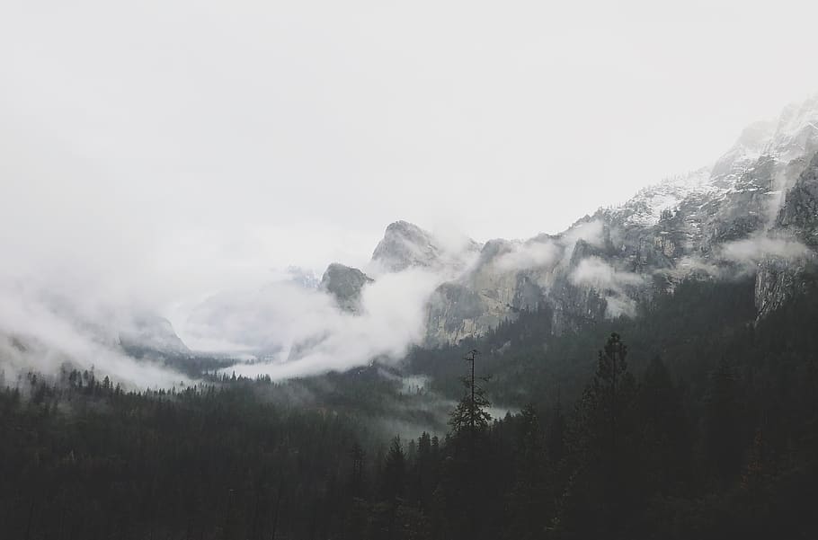 fogs in forest near mountains, tree, plant, nature, fir, abies HD wallpaper