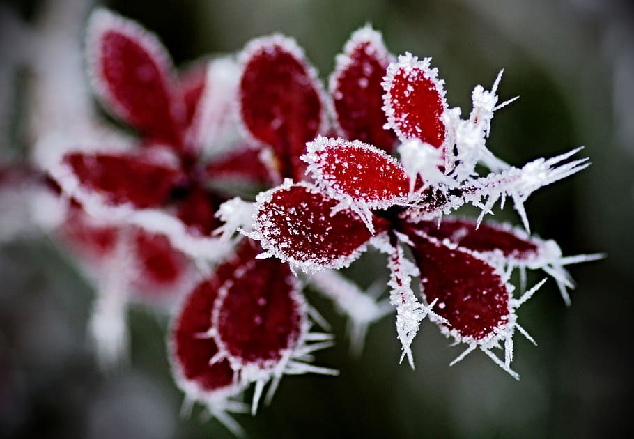 winter, ice, snow, cold, frozen, nature, eiskristalle, icy HD wallpaper