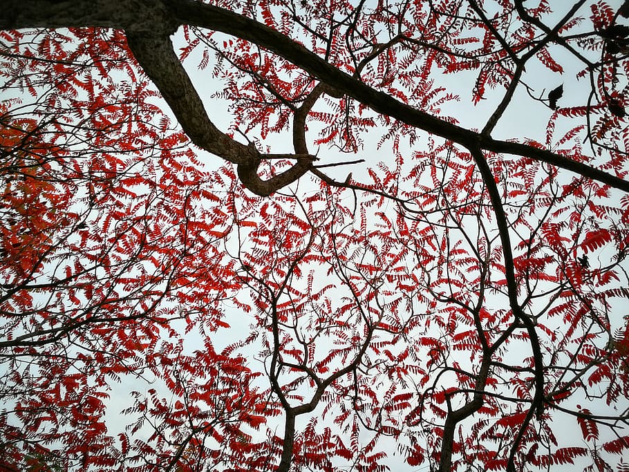 tree, branch, plant, low angle view, sky, growth, nature, no people HD wallpaper