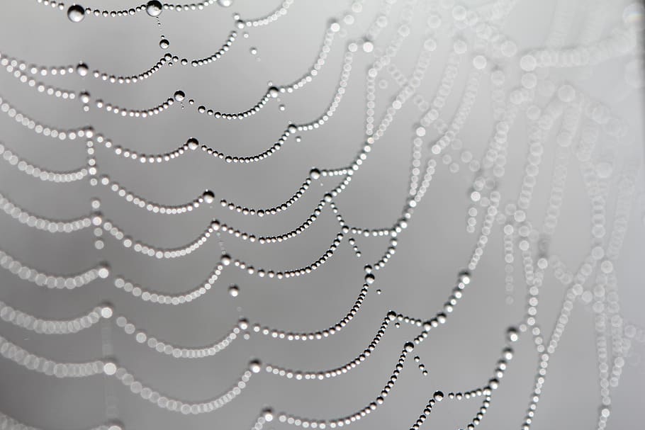web, spiders web, dew, morning dew, black and white, elegant HD wallpaper