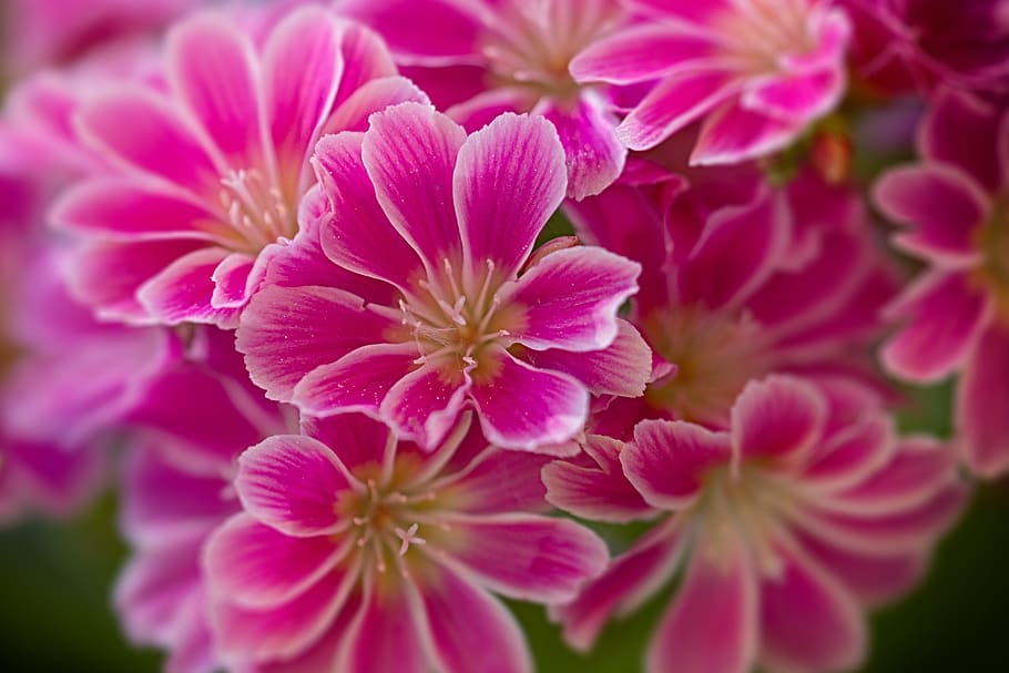 flower, red, macro, nature, blossom, bloom, plant, summer, color HD wallpaper