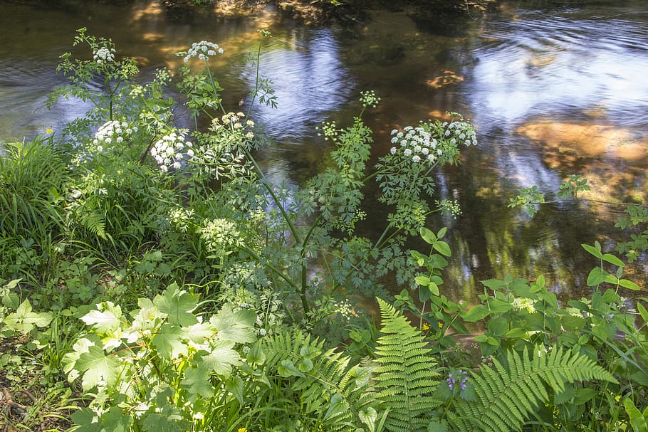 plants, river, water, growth, lake, nature, green color, beauty in nature HD wallpaper
