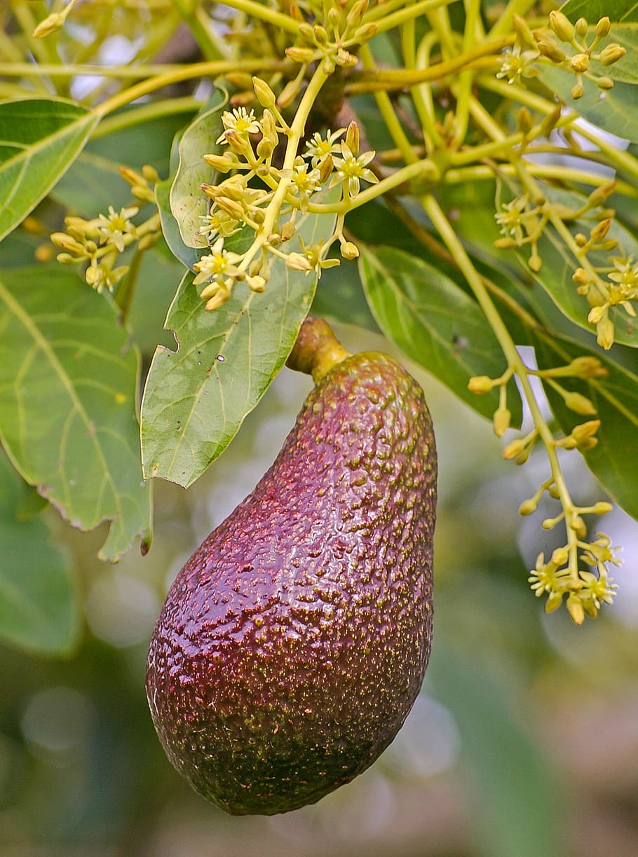 hass avocado, blossom, flowers, fruit, tree, growing, healthy