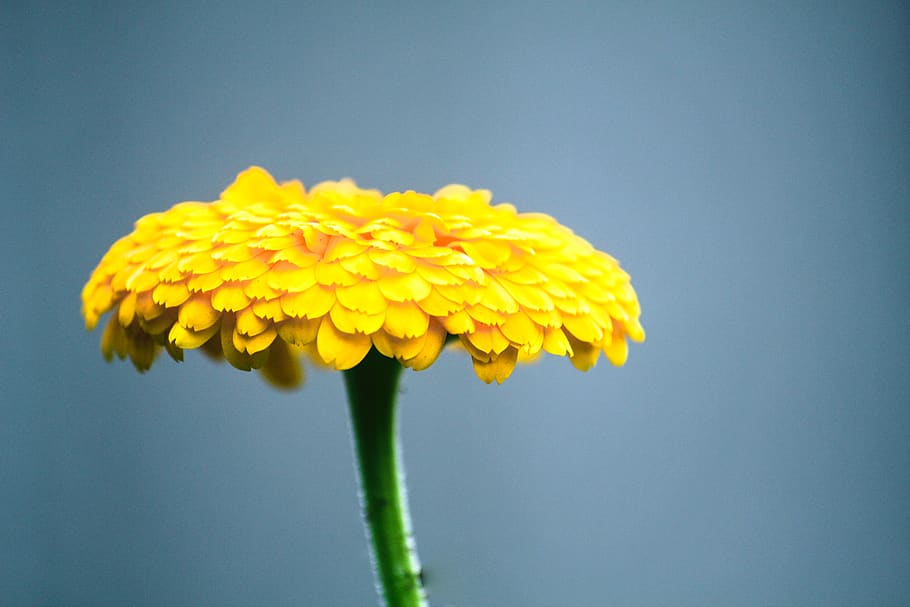 flower, freshness, fragility, vulnerability, yellow, flowering plant HD wallpaper