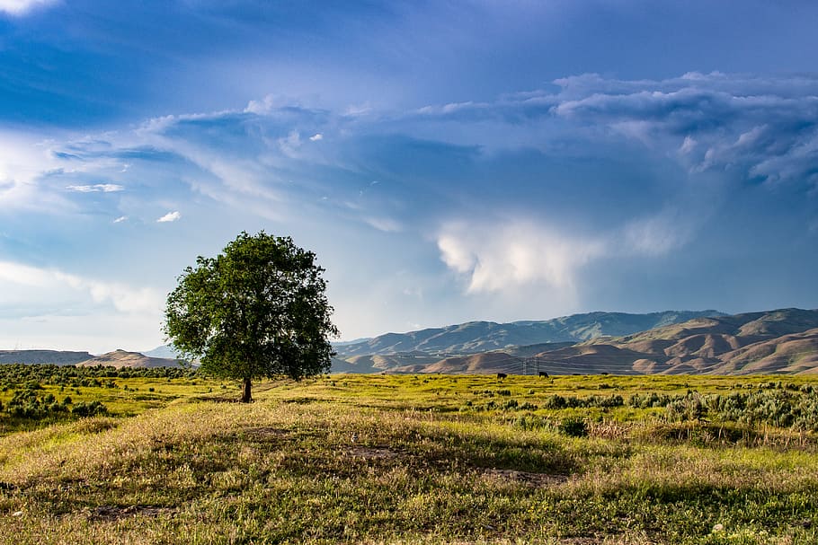 Green Tree, clouds, country, countryside, daylight, field, grass HD wallpaper