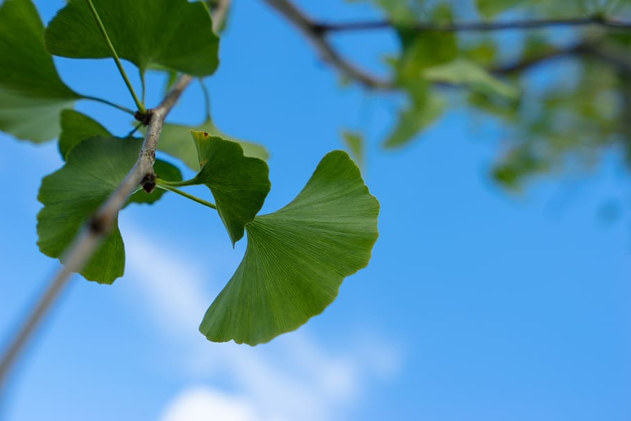 leaf, plant, veins, green, jar, potted plant, pottery, vase HD wallpaper