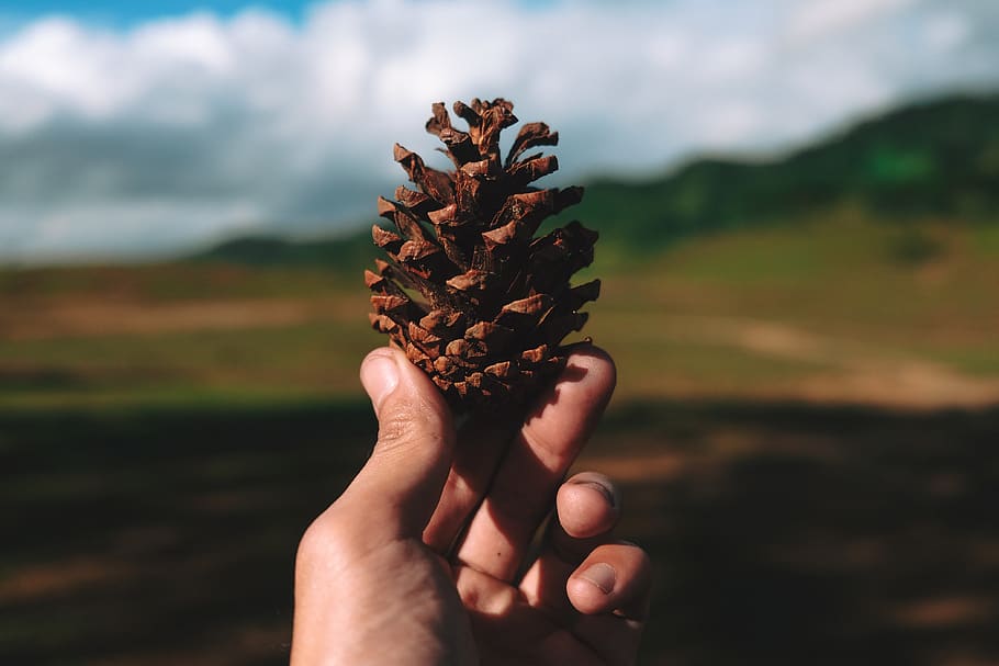Person Holding Brown Pine Cone, hand, human hand, human body part HD wallpaper