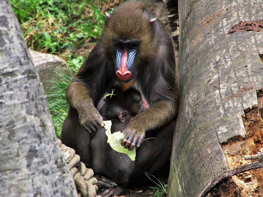 baboon, monkey, animals, sit, mammal, vigilance, small, sweet HD wallpaper