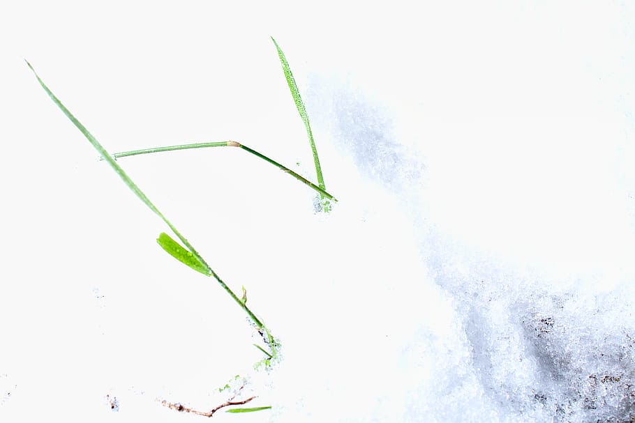 Green-leafed Plant, beautiful, close-up, cold, color, environment HD wallpaper