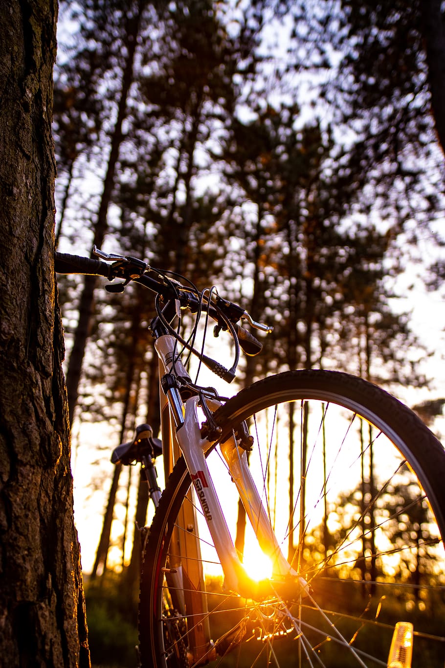 white hardtail bike on tree branch, forest, sunset, sunrise, pine tree