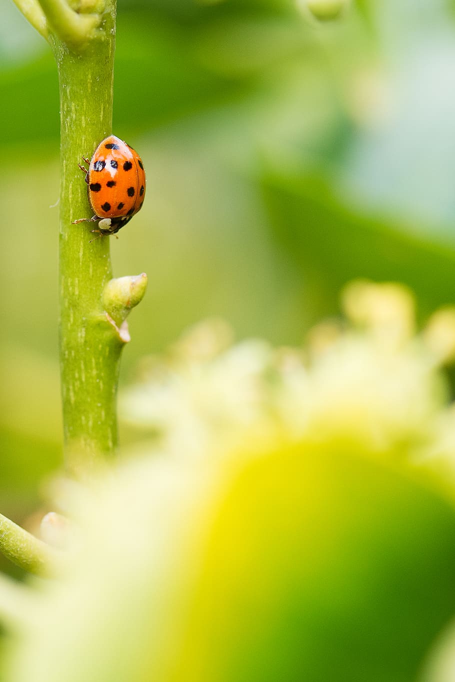 insect, green, nature, ladybug, invertebrate, beetle, animal wildlife HD wallpaper