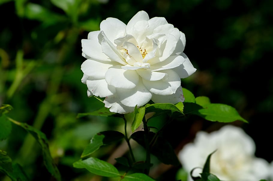 rose, white, flower, nature, plant, flowering plant, white color HD wallpaper