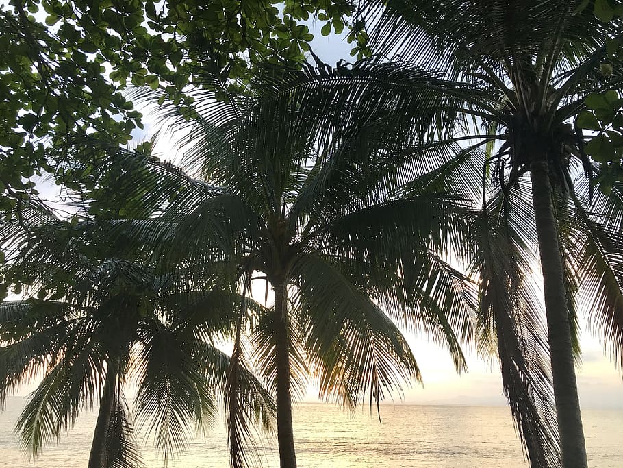 costa rica, 34, tree, tropical climate, plant, palm tree, beauty in nature HD wallpaper