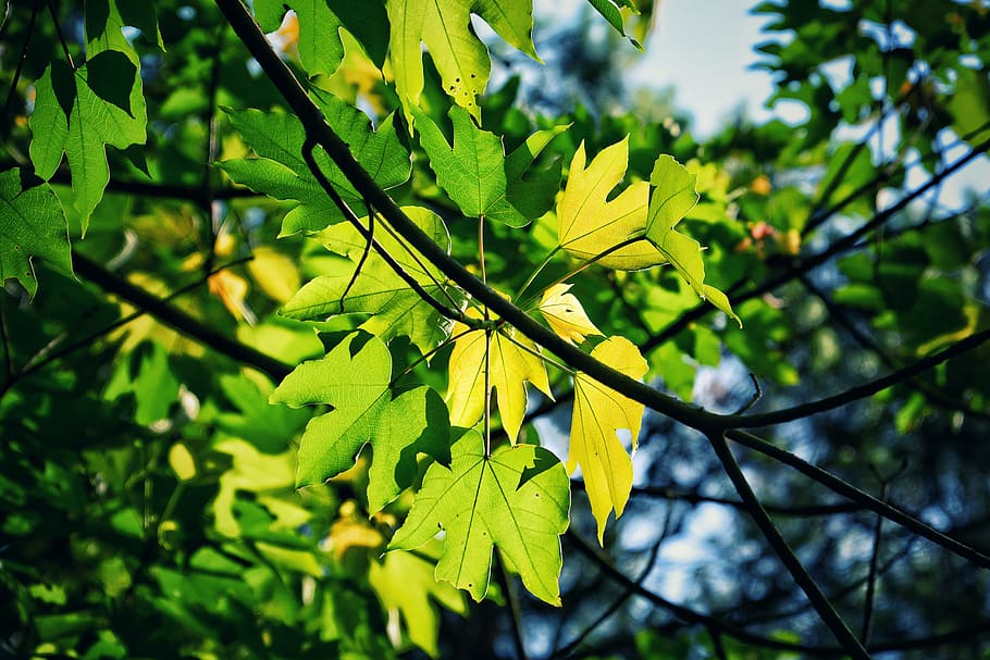 leaf, the leaves, nature, sky, branch, sunshine, plant part HD wallpaper