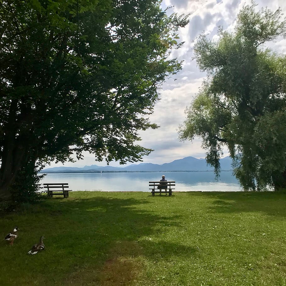 germany, chiemsee, frauenchiemsee, bench, ducks, sky, trees