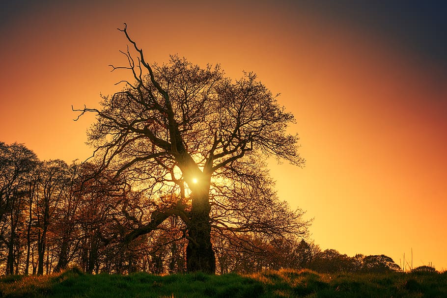 tree, kahl, winter, evening, sun, sunset, silhouette, atmosphere, HD wallpaper