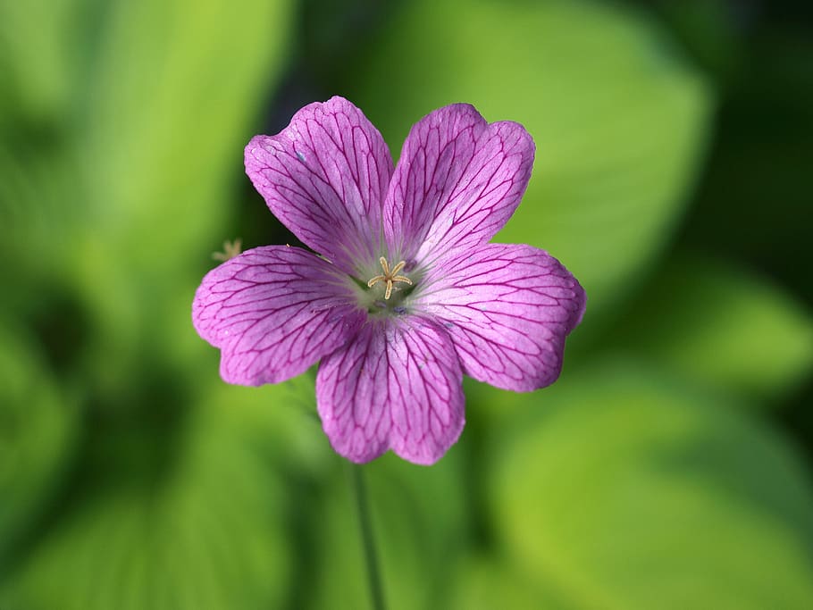 Герань 2. Герань Алан Блум. Geranium 'Daily Purple'. Герань без цветов. Geranium 'Bloom time'.