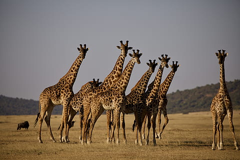 giraffe's on grass field, animal, mammal, wildlife, serengeti HD wallpaper