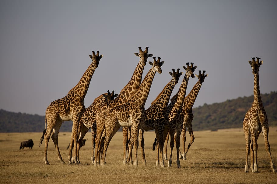 giraffe's on grass field, animal, mammal, wildlife, serengeti HD wallpaper