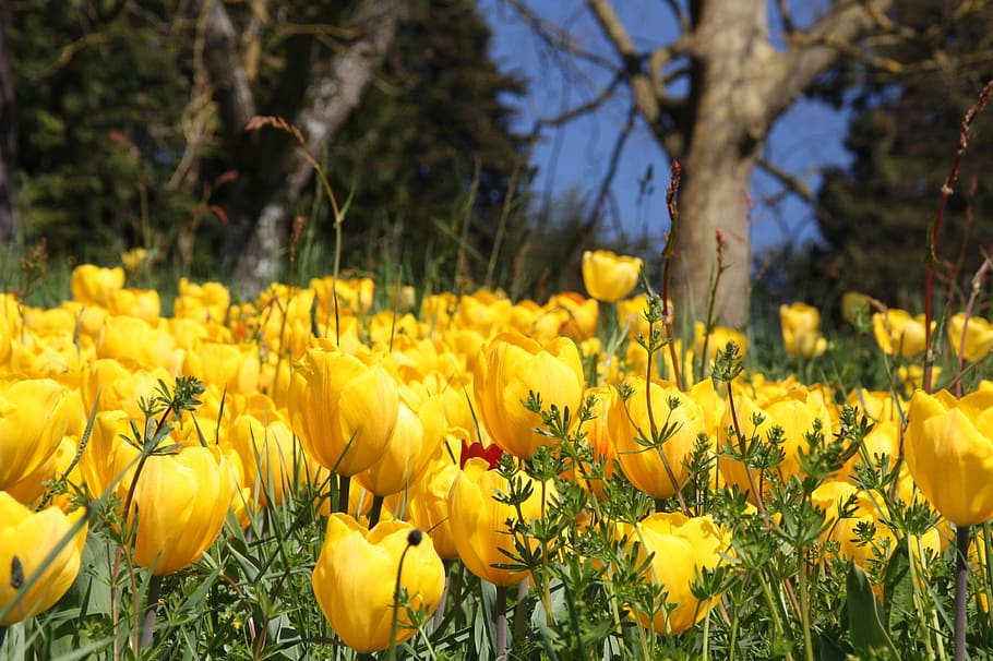 spring, blossom, bloom, tulips, flower, petals, botany, yellow HD wallpaper