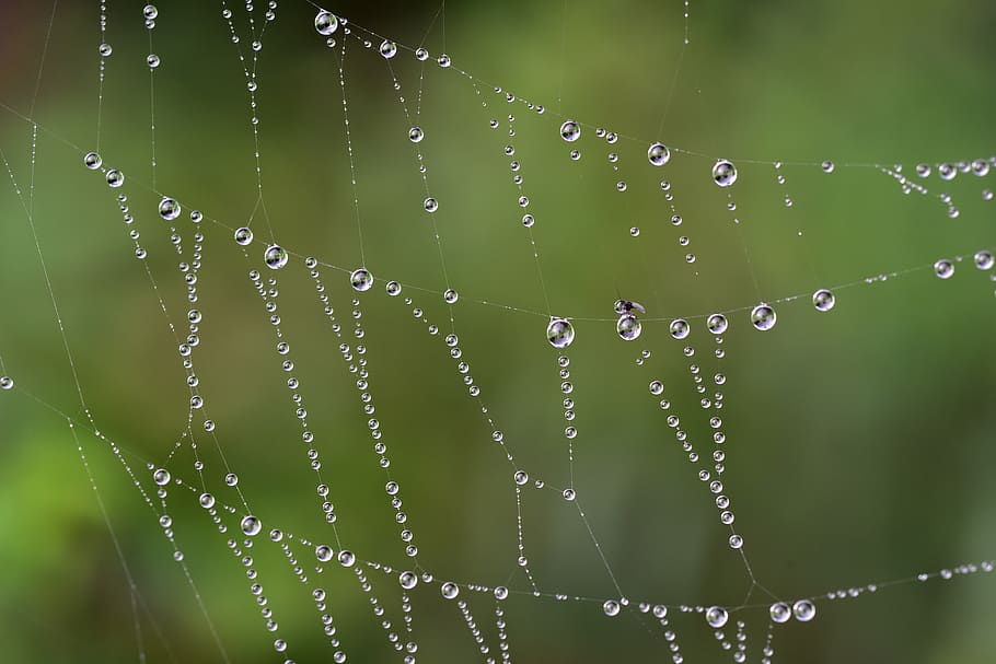 cobweb, drip, dew, nature, dewdrop, beaded, morgentau, insect HD wallpaper