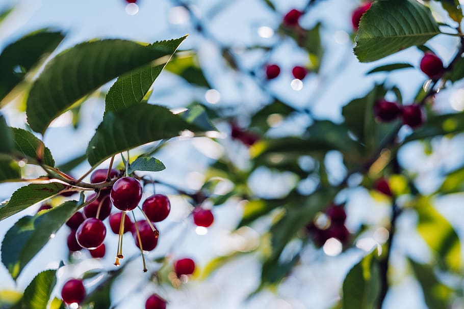 cherry tree, fruit, produce, flora, food, plant, wyręba, poland HD wallpaper