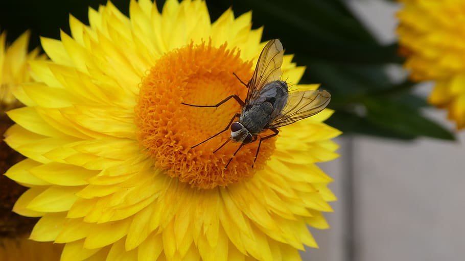 fly, insect, blossom, bloom, italicum, flower, flowering plant HD wallpaper
