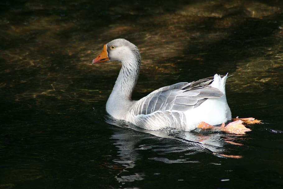 geese, animals, goose, animals in the wild, animal themes, bird HD wallpaper