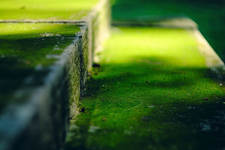 forest, green, macro, sun, bokeh, blur, nature, rock, grass HD wallpaper