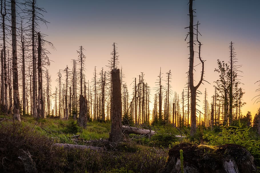 forest, dead plant, totwald, tree, old, landscape, green, broken HD wallpaper
