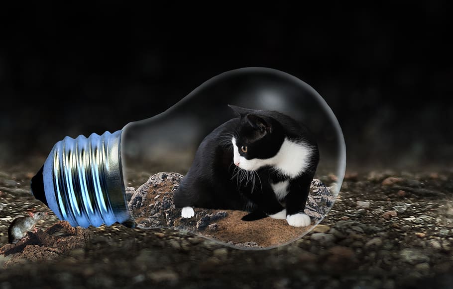 cat, mouse, light bulb, animal, hunting, catch, funny, pet, HD wallpaper