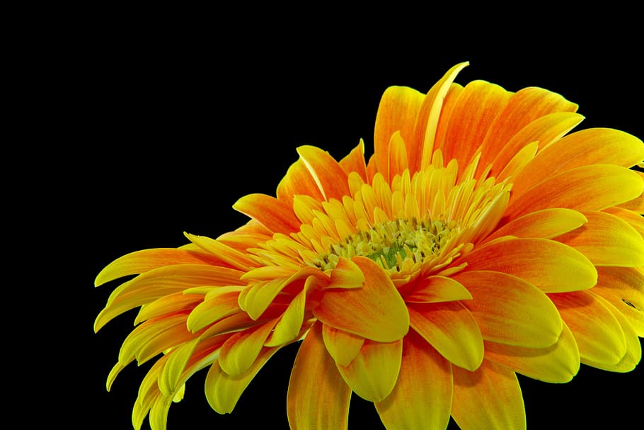 Close-up Photography Yellow Gerbera Daisy Flower, beautiful, black background, HD wallpaper