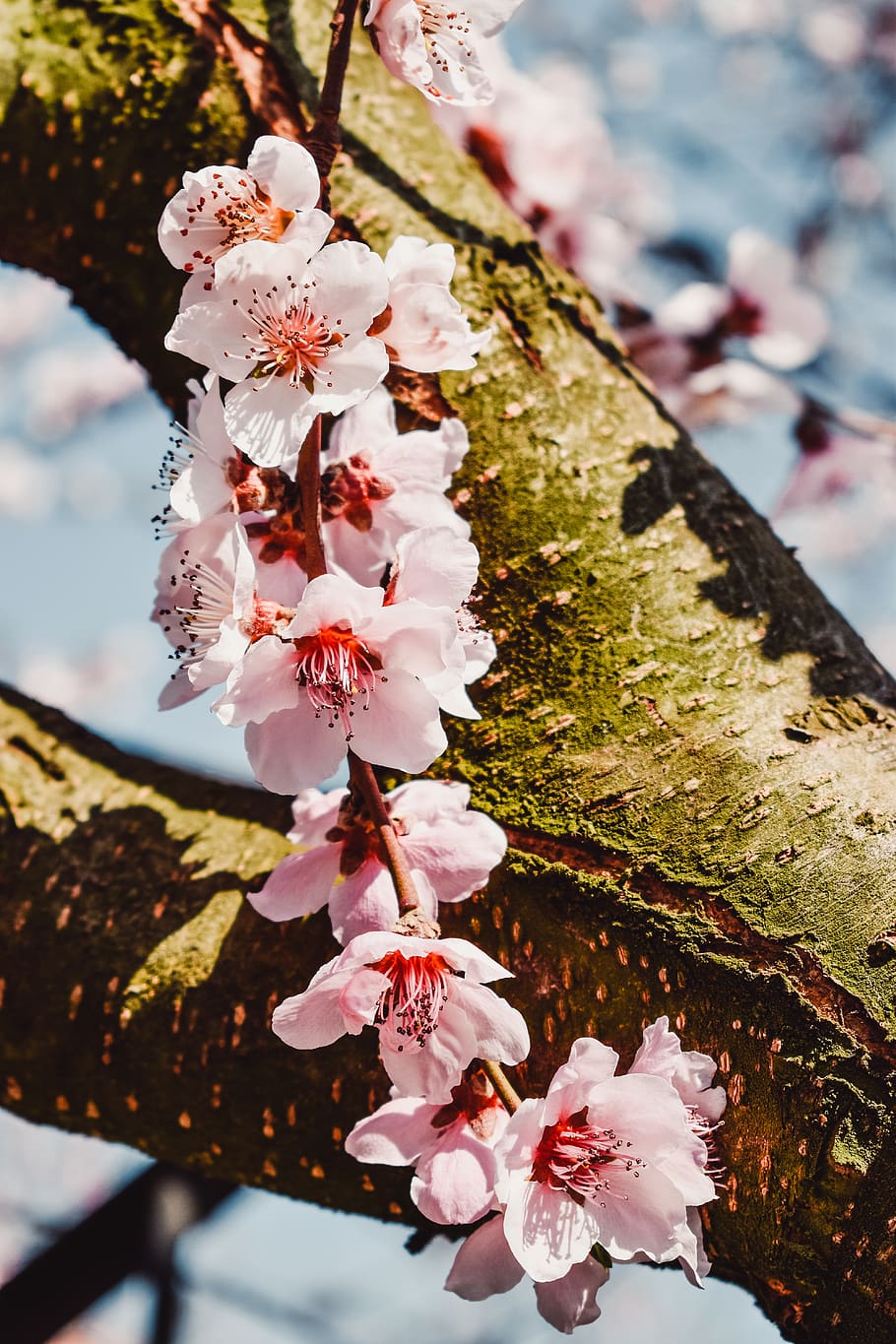 cherry blossom flowers, plant, tree, flowering plant, growth HD wallpaper