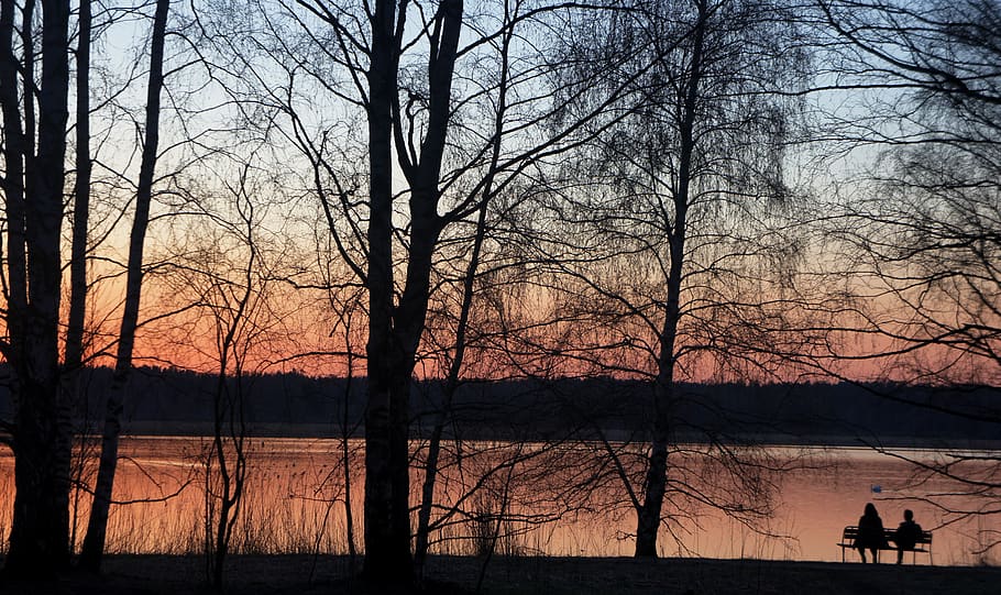 tree, water, bare tree, sunset, silhouette, sky, tranquility HD wallpaper