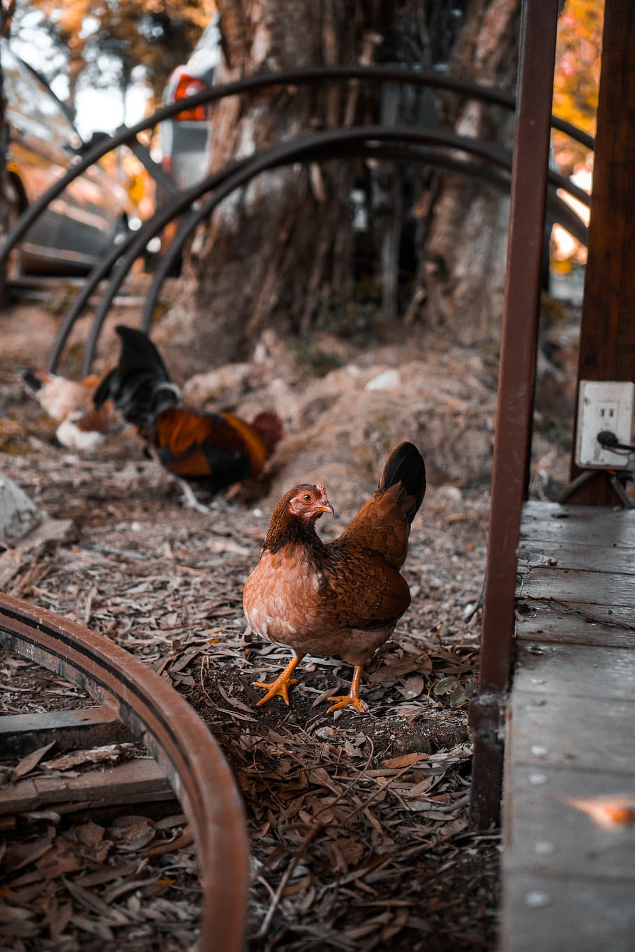 brown hen, bird, animal, animal themes, chicken - bird, vertebrate HD wallpaper