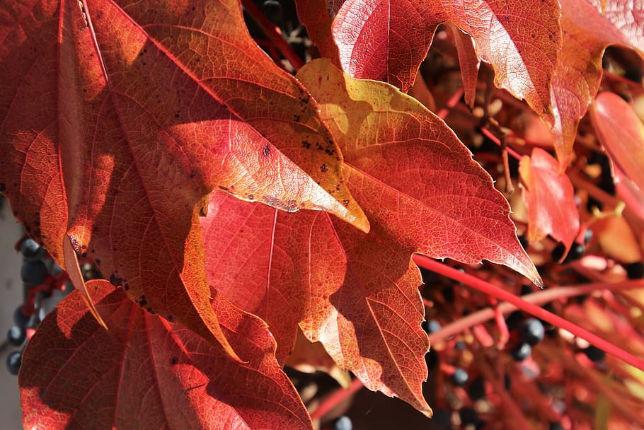 collapse, red, autumn, foliage, park, seasonal, leaf, figure HD wallpaper