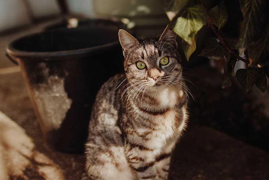 cat, domestic cat, pets, feline, domestic animals, animal themes HD wallpaper