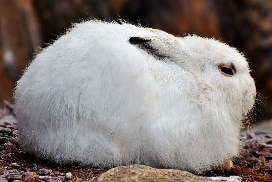 schneehase, hare, doe, winter, cold, wintry, white, fur, ears HD wallpaper