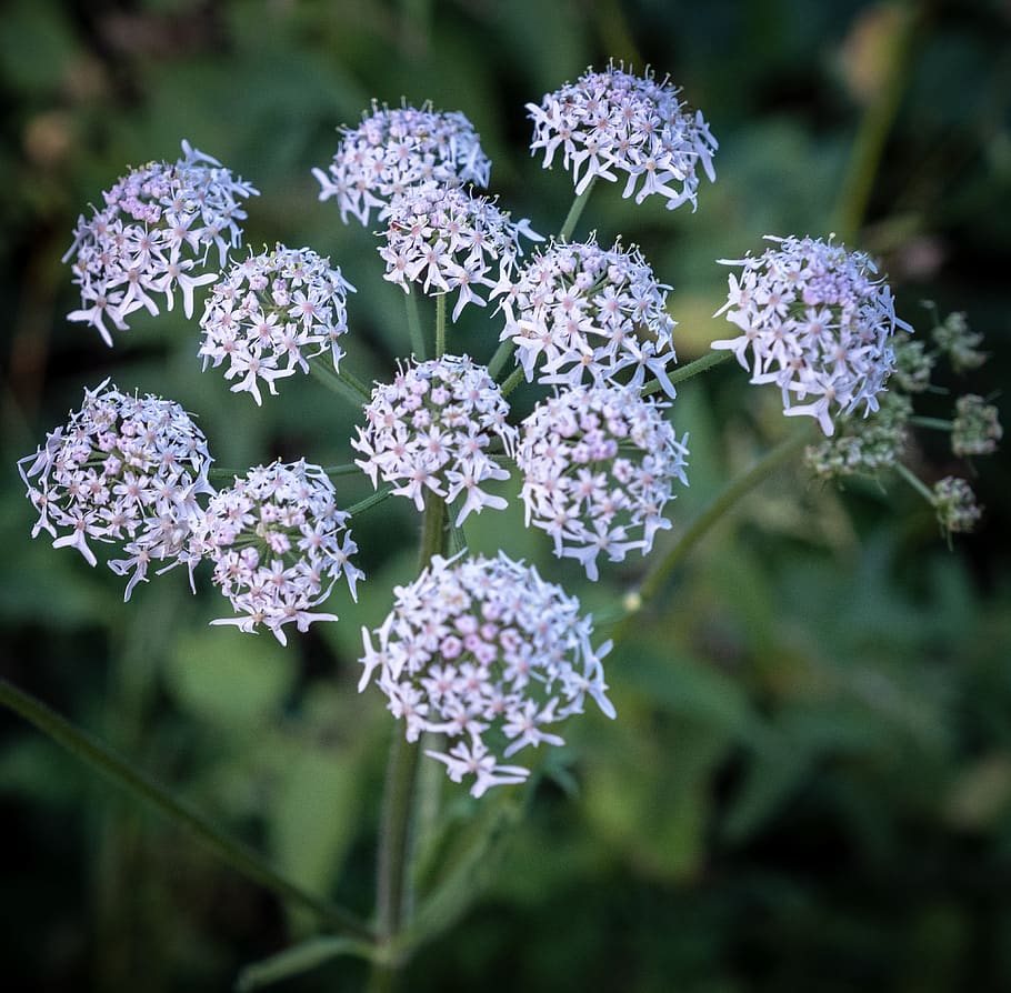 flowers, flora, bloom, white, leaves, green, summer, nature HD wallpaper