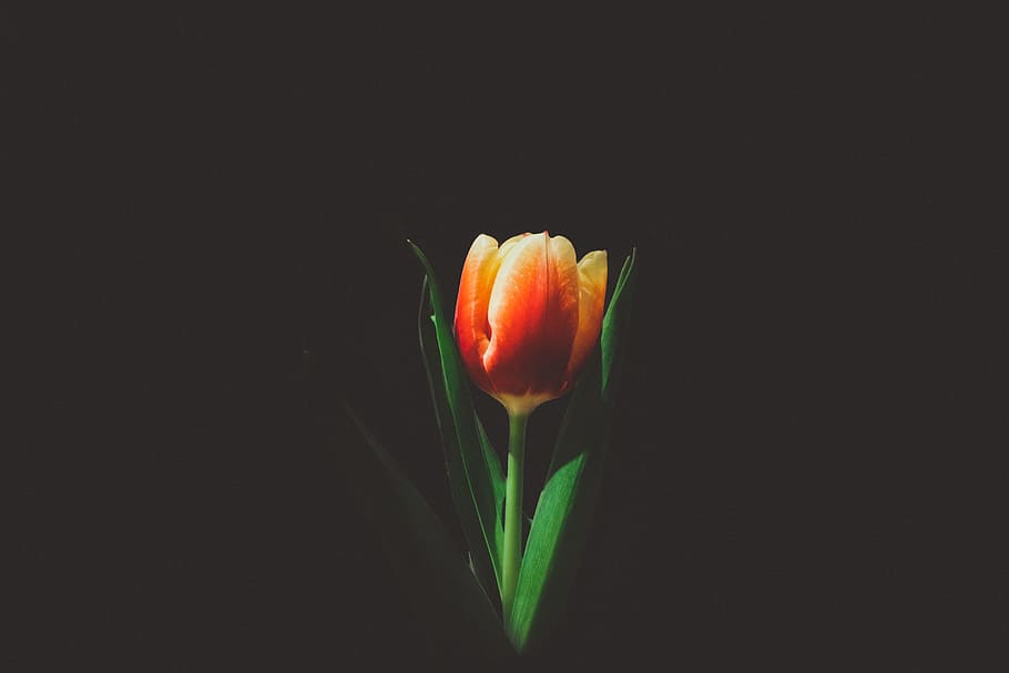 flower, rose, nature, stem, bloom, orange, dark, petals, leaves HD wallpaper
