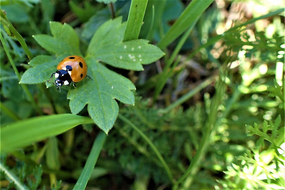 ladybug, green, leaf, insect, invertebrate, animal themes, plant part HD wallpaper