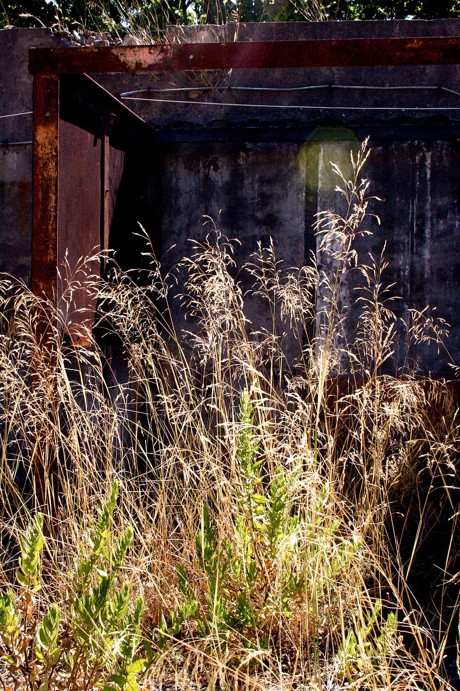 wall, oat, green, light, plant, nature, architecture, built structure HD wallpaper
