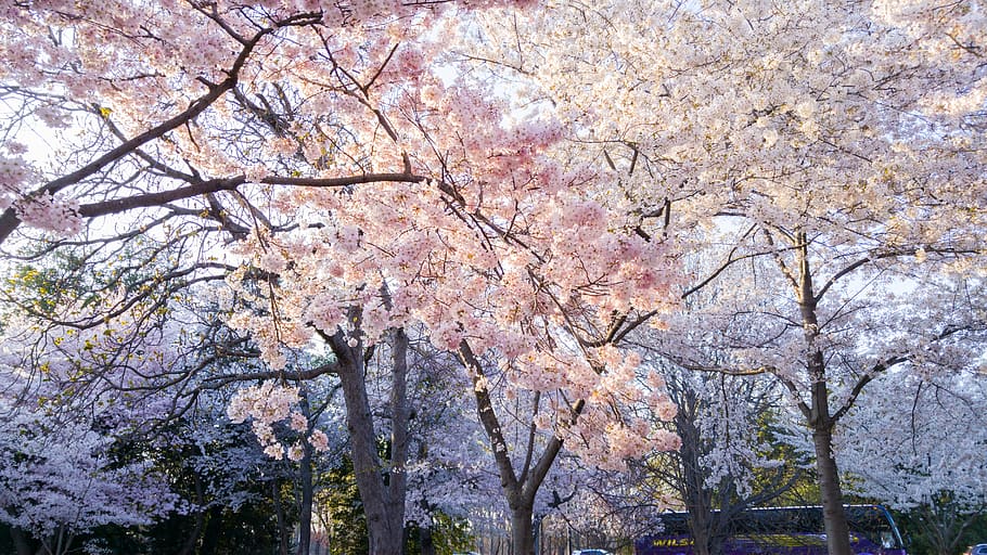 Flowering Trees, bloom, blossom, branches, cherry blossoms, environment HD wallpaper
