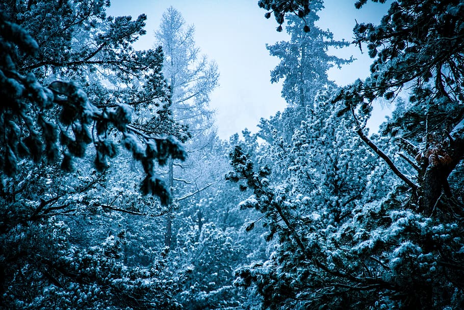 forest with fogs, tree, plant, outdoors, nature, snow, fir, abies HD wallpaper