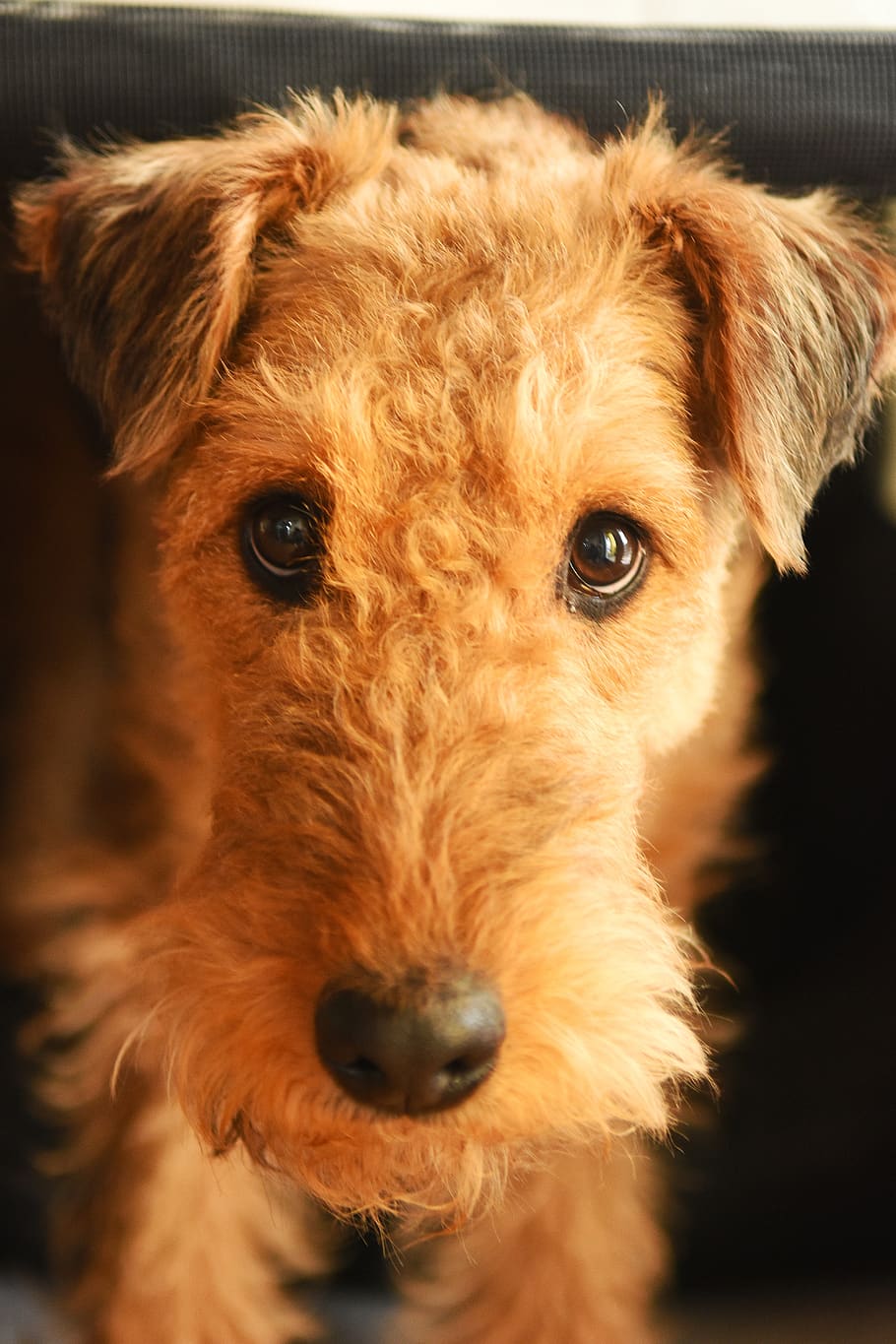 dog, airedale terrier, animal, mammal, race, doggy style, loyalty, HD wallpaper
