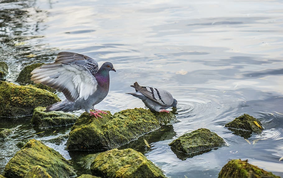 pigeons, drink, water, refreshment, liquid, thirst, bird bath HD wallpaper