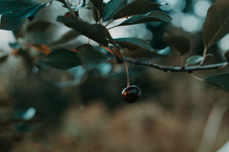 Shallow Focus Photography of Black Cherry, beautiful, blur, bokeh HD wallpaper