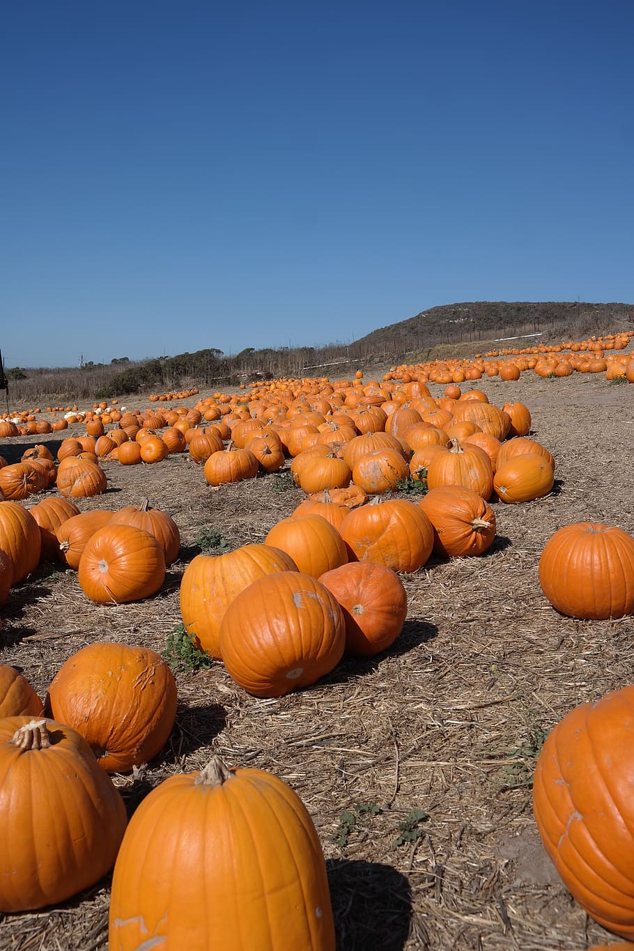 pumpkin, field, autumn, pumpkins, farm, orange, blue, halloween HD wallpaper