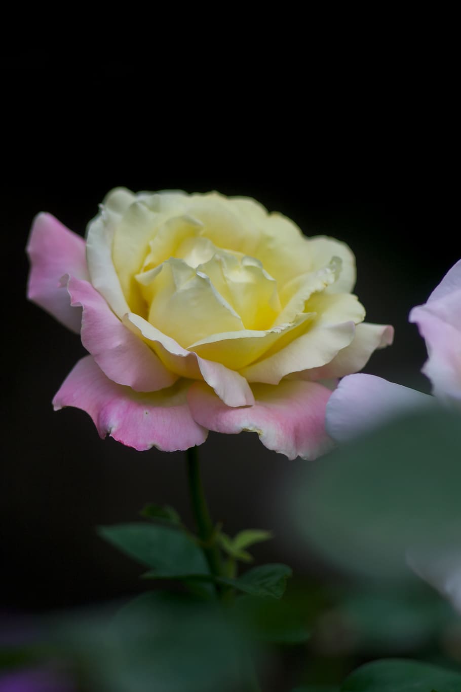 flower, nature, rose, flowering plant, freshness, beauty in nature HD wallpaper